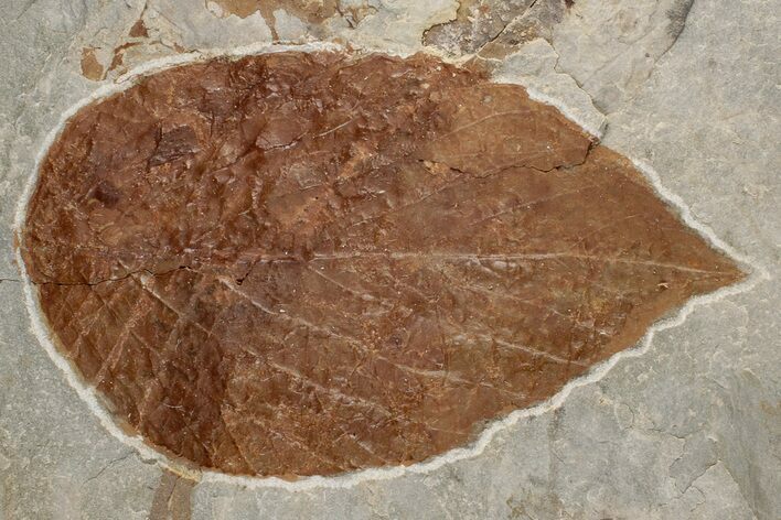 Fossil Leaf (Beringiaphyllum) - Montana #199567